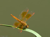 Ditch Jewel - Grondlibel - Brachythemis contaminata