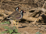 Red-wattled Lapwing - Indische Kievit - Vanellus indicus