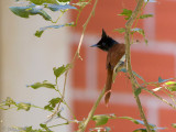 Asian Paradise Flycatcher - Aziatische Paradijsmonarch - Terpsiphone paradisi