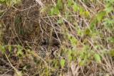 Leopard - Luipaard - Panthera pardus