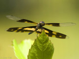 Common Picture Wing - Rhyothemis variegata