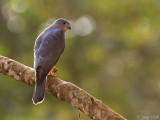 Shikra - Shikra - Accipiter badius