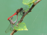 Brown-backed Red Marsh Hawk - Orthetrum chrysis
