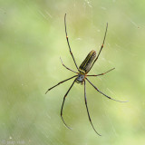 Giant Wood Spider - Nephila pilipes