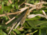 Ditch Jewel - Grondlibel - Brachythemis contaminata