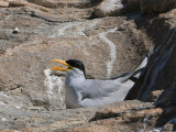 River Tern - Rivierstern - Sterna aurantia