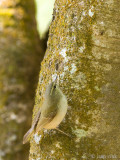 Tytlers Leaf Warbler - Dunsnavelfitis - Phylloscopus tytleri