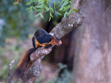 Grizzled Giant Squirrel - Reuzeneekhoorn - Ratufa macroura