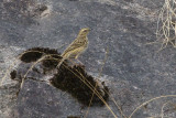 Nilgiri Pipit - Nilgiripieper - Anthus nilghiriensis