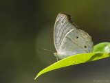 Grey Pansy - Junonia atlites