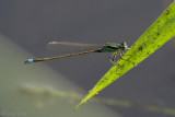 Common Bluetail - Senegalees Lantaarntje - Ischnura senegalensis