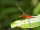 Common Redbolt - Rhodothemis rufa