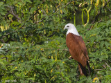 Brahminy Kite- Brahmaanse Wouw - Haliastur indus