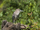 Black-crowned Night Heron - Kwak - Nycticorax nycticorax