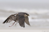 Peregrine - Slechtvalk - Falco peregrinus