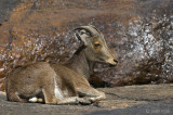 Nilgiri Tahr - Nilgiritahrgeit - Nilgiritragus hylocrius