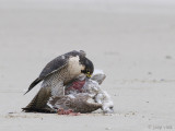 Peregrine - Slechtvalk - Falco peregrinus