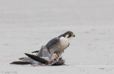 Peregrine - Slechtvalk - Falco peregrinus