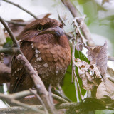 Sri Lanka Frogmouth - Ceylonkikkerbek - Batrachostomus moniliger