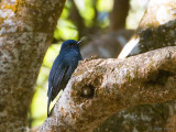 Nilgiri Flycatcher - Nilgirivliegenvanger - Eumyias albicaudatus