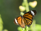 Striped Tiger - Danaus genutia