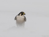 Peregrine - Slechtvalk - Falco peregrinus