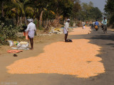 Farmers drying corn on the road