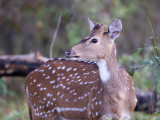 Spotted Deer - Axis Hert - Axis axis