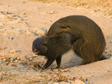 Stripe-necked Mongoose - Streepnekmangoest - Herpestes vitticollis