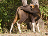 Gaur - Gaur - Bos gaurus