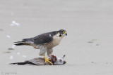 Peregrine - Slechtvalk - Falco peregrinus