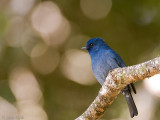 Nilgiri Flycatcher - Nilgirivliegenvanger - Eumyias albicaudatus