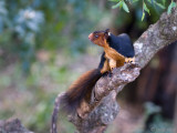 Grizzled Giant Squirrel - Reuzeneekhoorn - Ratufa macroura