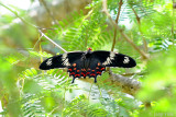 Crimson Rose - Pachliopta hector