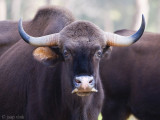 Gaur - Gaur - Bos gaurus