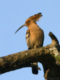 Eurasian Hoopoe - Hop - Upupa epops