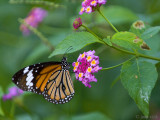 Striped Tiger - Danaus genutia