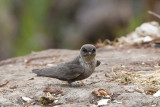 Indian Swiftlet - Malabarsalangaan - Aerodramus unicolor