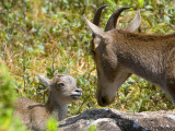 Nilgiri Tahr - Nilgiritahrgeit - Nilgiritragus hylocrius