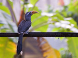 Malabar Grey Hornbill - Malabartok - Ocyceros griseus
