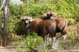 Gaur - Gaur - Bos gaurus