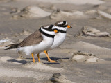 Common Ringed Plover - Bontbekplevier - Charadrius hiaticula