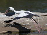 Asian Openbill - Indische Gaper - Anastomus oscitans