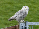 Snowy Owl - Sneeuwuil - Bubo scandiacus