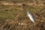 Little Egret - Kleine Zilverreiger - Egretta garzetta