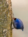 Velvet-fronted Nuthatch - Pluchekapboomklever - Sitta frontalis