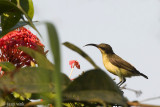 Lotens Sunbird - Lotens Honingzuiger - Cinnyris lotenius