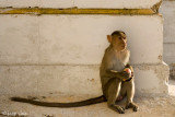 Bonnet Macaque - Indische Kroonaap - Macaca radiata