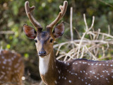 Spotted Deer - Axis Hert - Axis axis