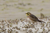 Shore Lark - Strandleeuwerik - Eremophila alpestris